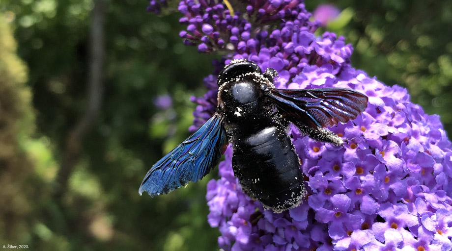Pčela drvarica na ljetnom jorgovanu