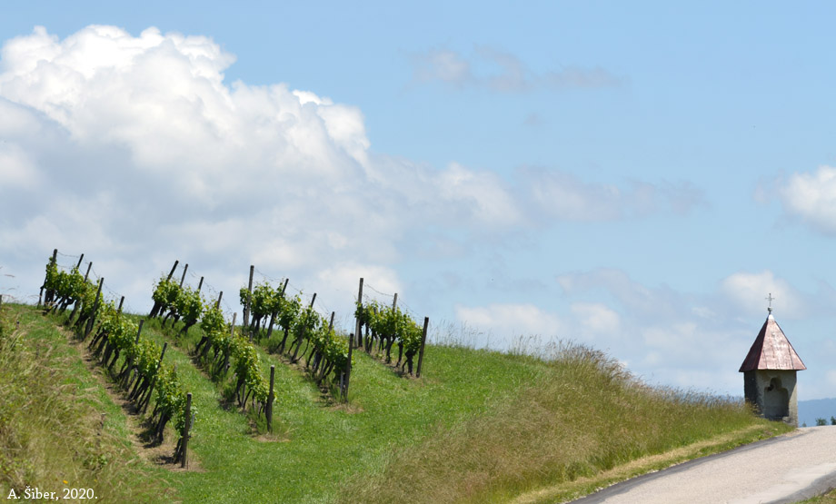 Pišece, kapela i vinograd