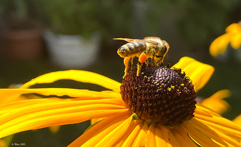 Pčela na žutoj rudbekiji