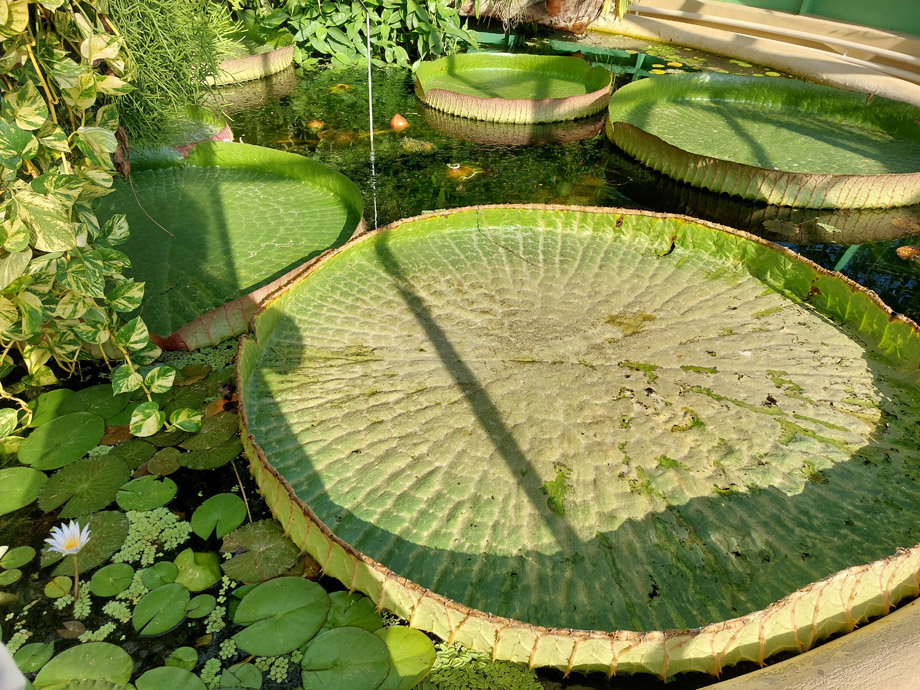 Victoria Cruziana, zagrebački botanički vrt