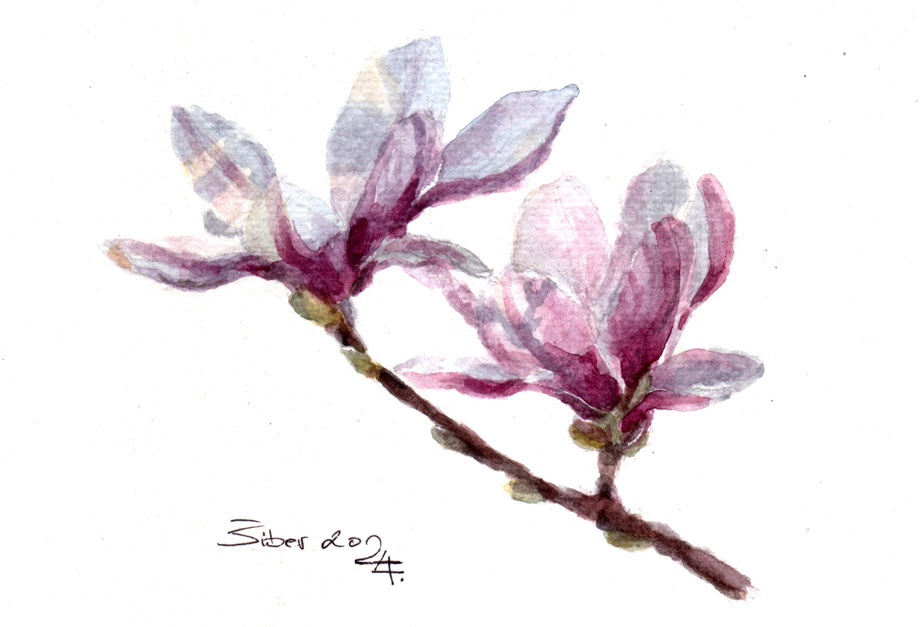 Magnolija, akvarel, skica