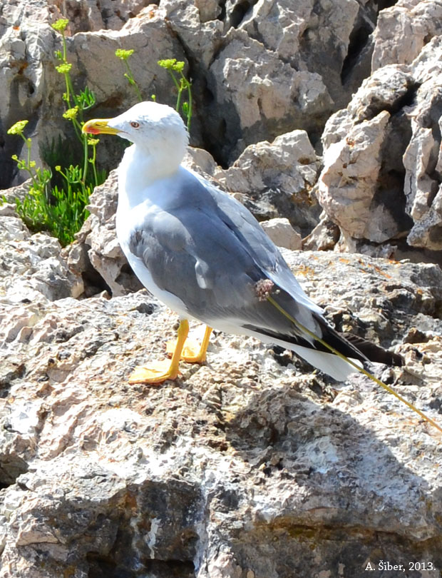Galeb, Čikat, Lošinj