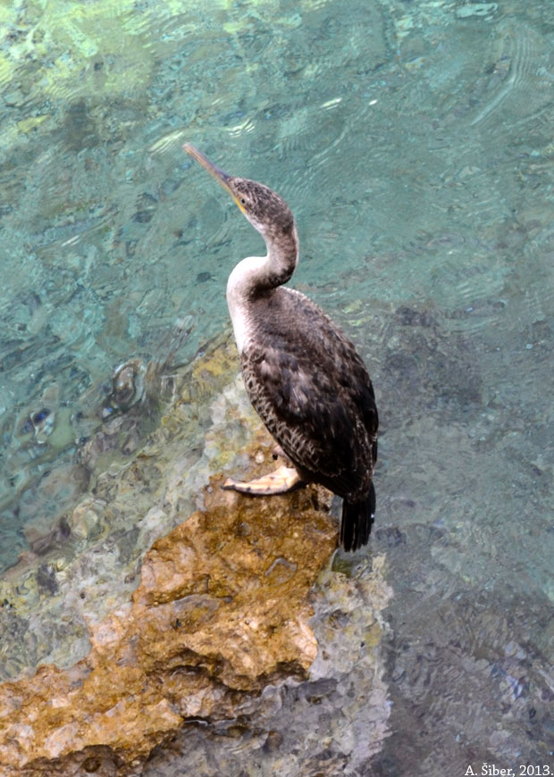 Gnjurac; kormoran u uvali Kriška