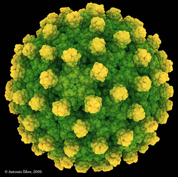 http://www.antoniosiber.org/galerija_virusa/virus_hepatitis_B.jpg