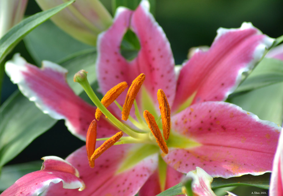 Ljiljan u Kraju Donjem