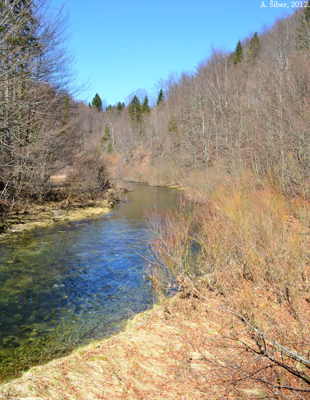 Kamačnik, suha trava, šuma