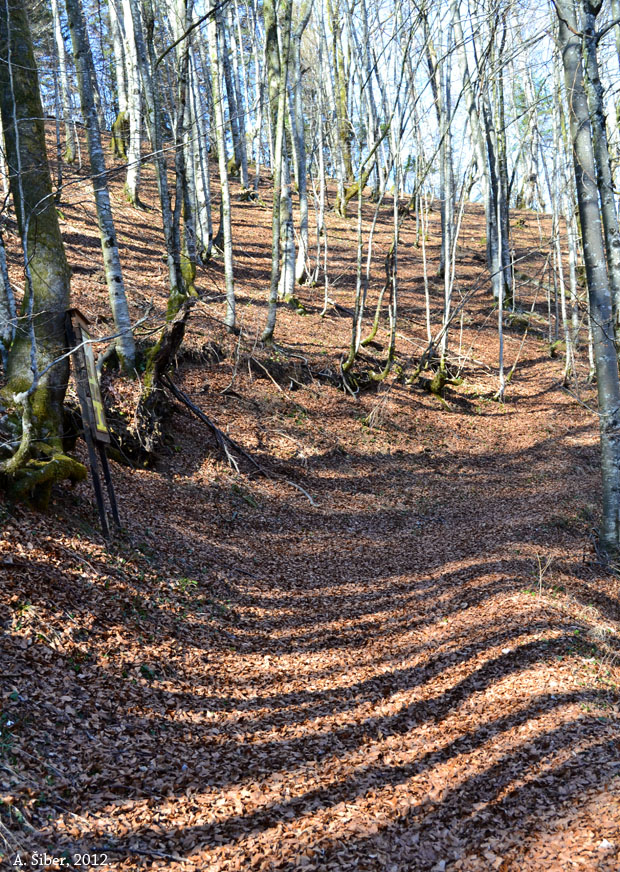 Kamačnik, šuma