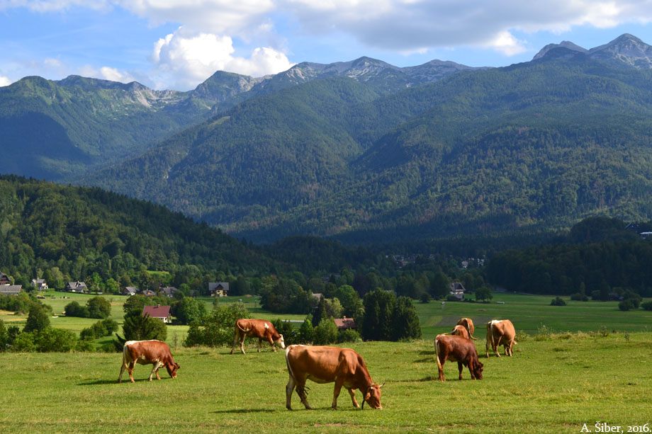 Krave, Stara Fužina
