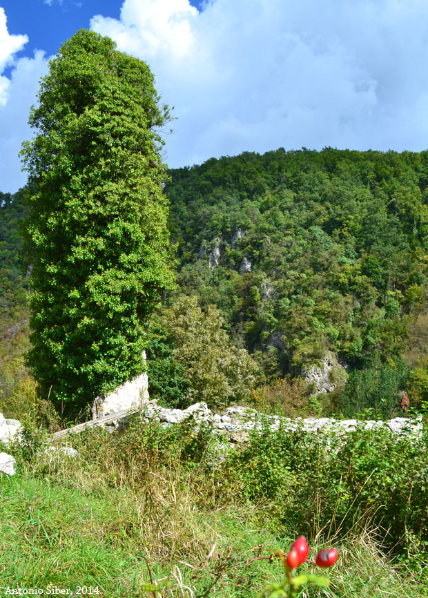 Draga Svetojanska. Turen.