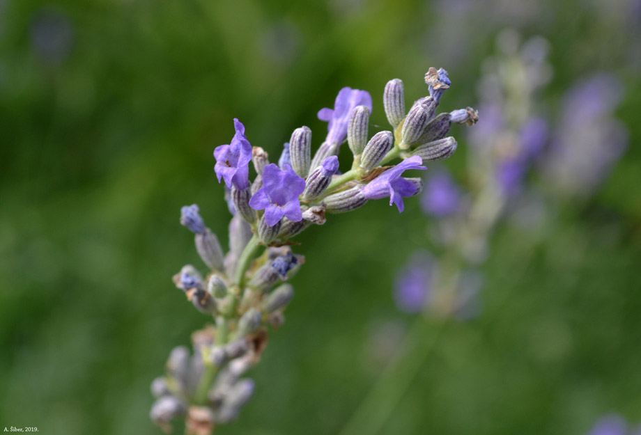 Lavanda