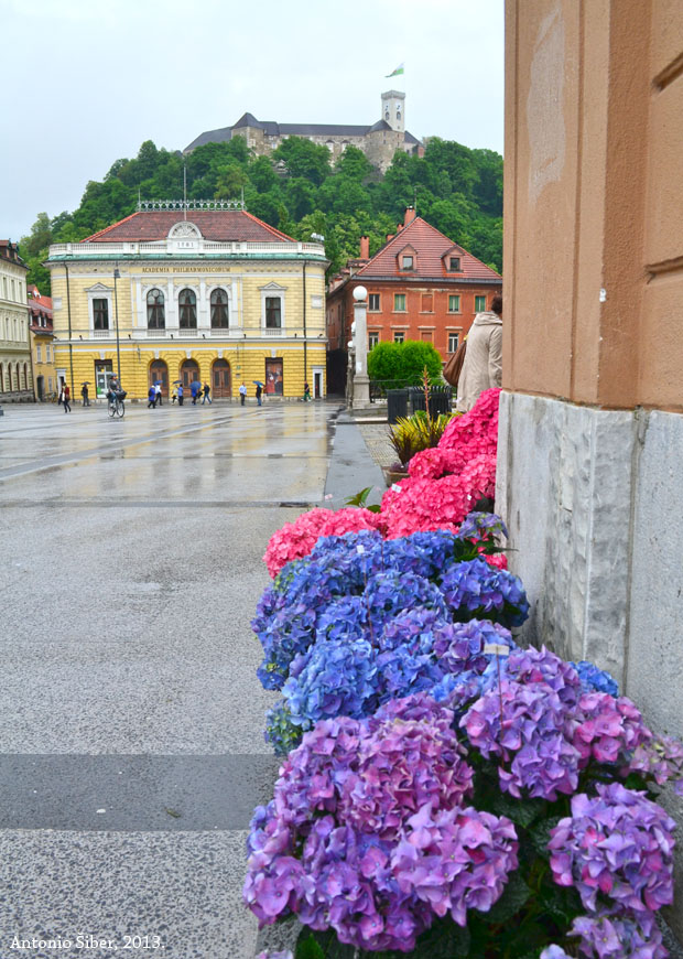 Božuri na Kongresnom trgu