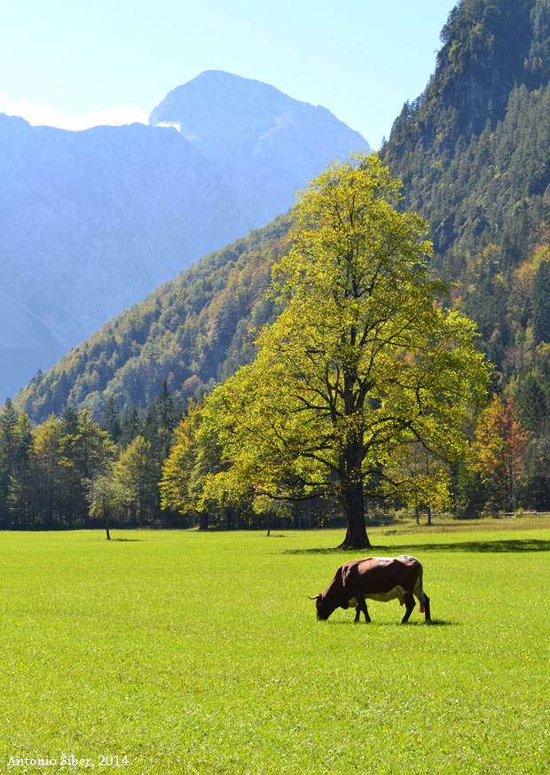 Logarska dolina, krava