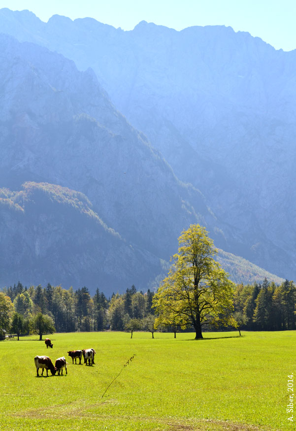 Logarska dolina, krava