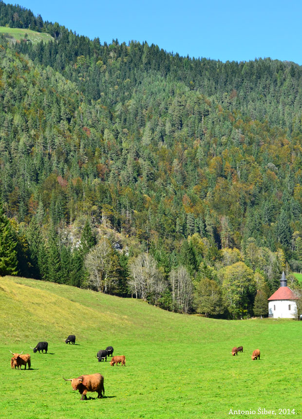 Logarska dolina, bivoli