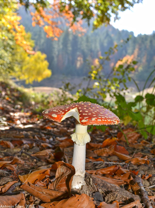 Lokvarsko jezero, gljive