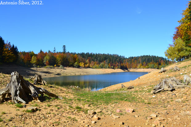 Lokvarsko jezero, panjevi