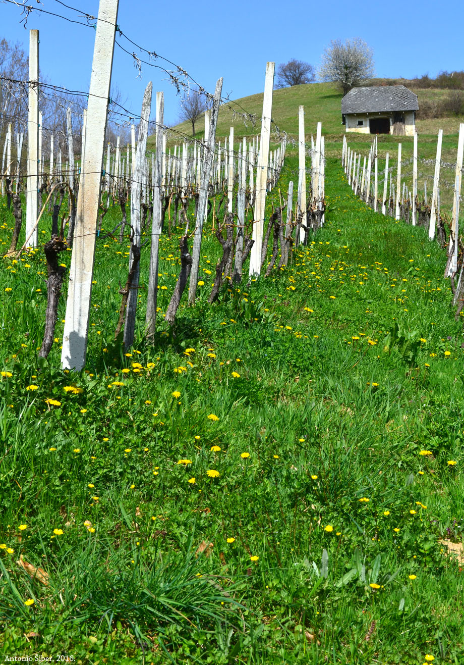 Vinograd