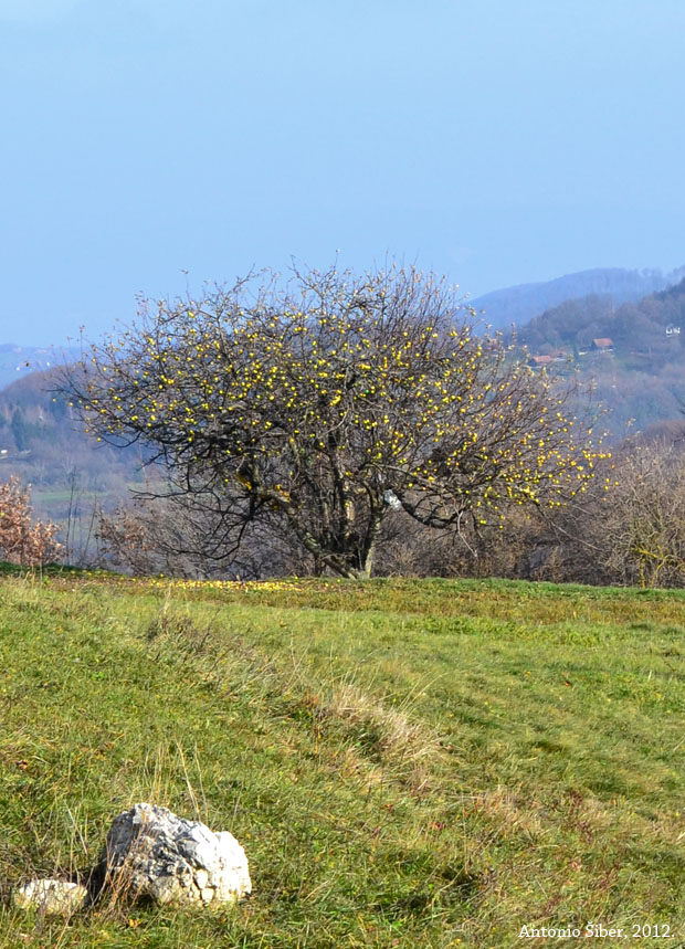 Jabuka, Žumberak