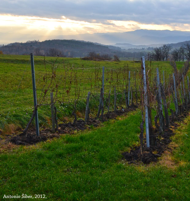 vinogradi
