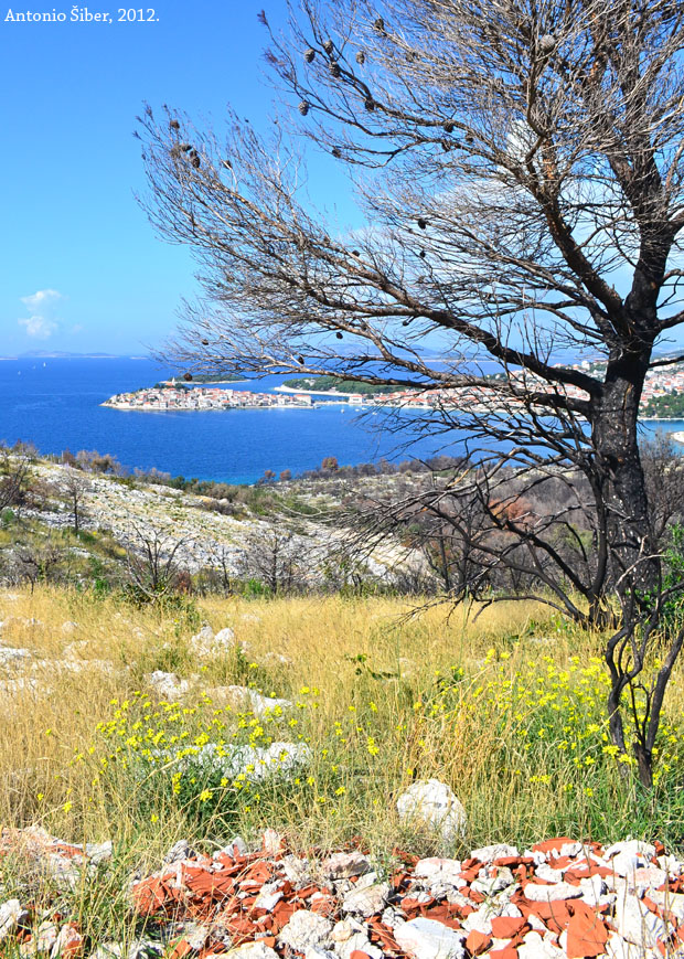 Primošten, pogled s Kremika, drvo