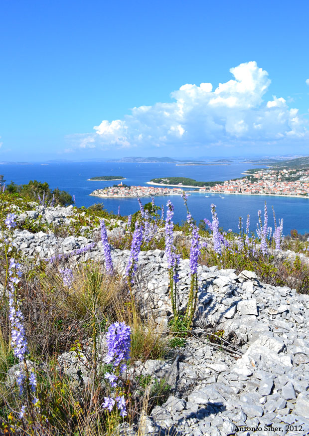 Primošten, pogled s Kremika, cvijeće
