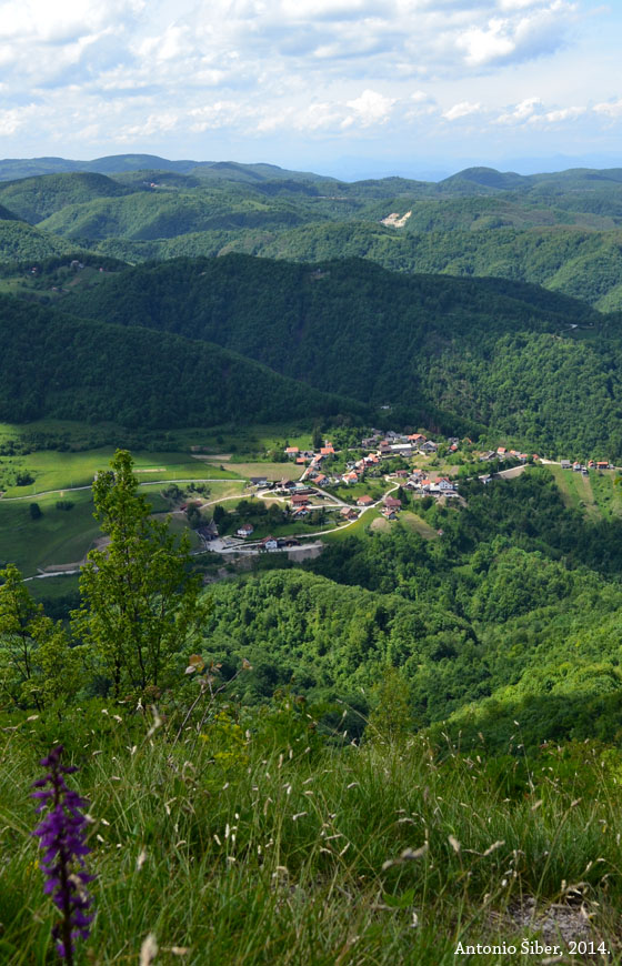 Pogled, Rude
