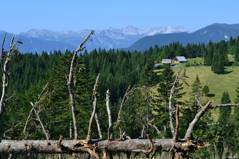 Pokljuka