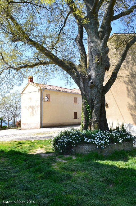 Draguć, detalj