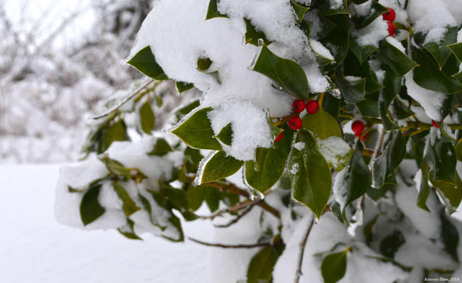 Snijeg na crvenim bobicama, Kotari.