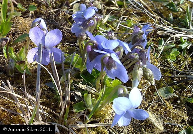 Ljubičice u Kumrovcu