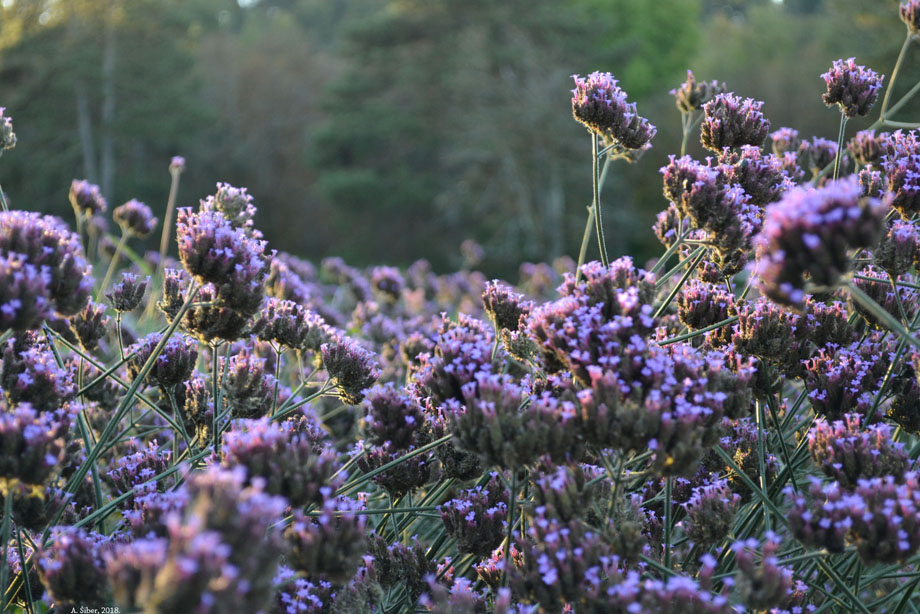 Tivoli, 26. 9. 2018.