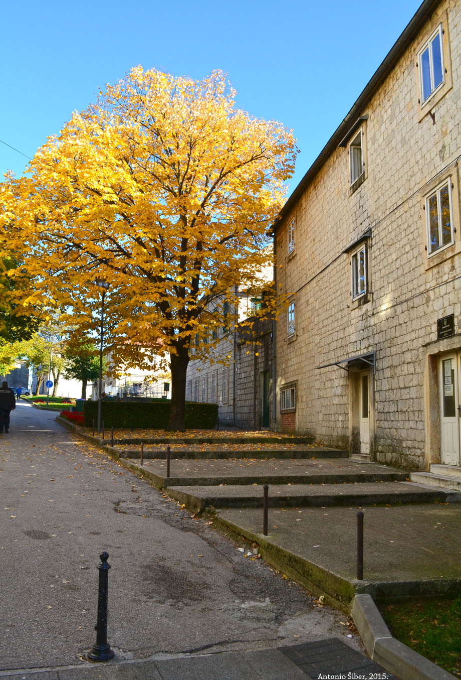 Sinj, drvo
