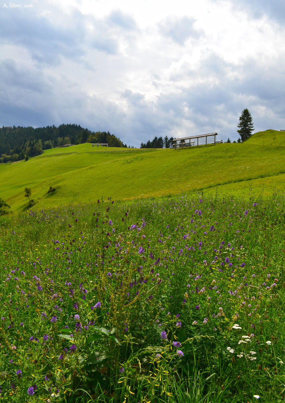 Sorica, sjenici