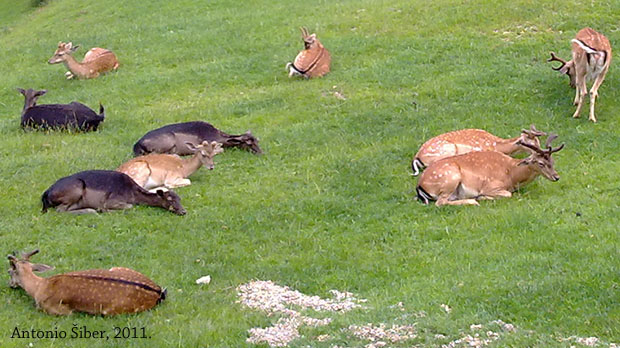 srne i srndaći, Olimje