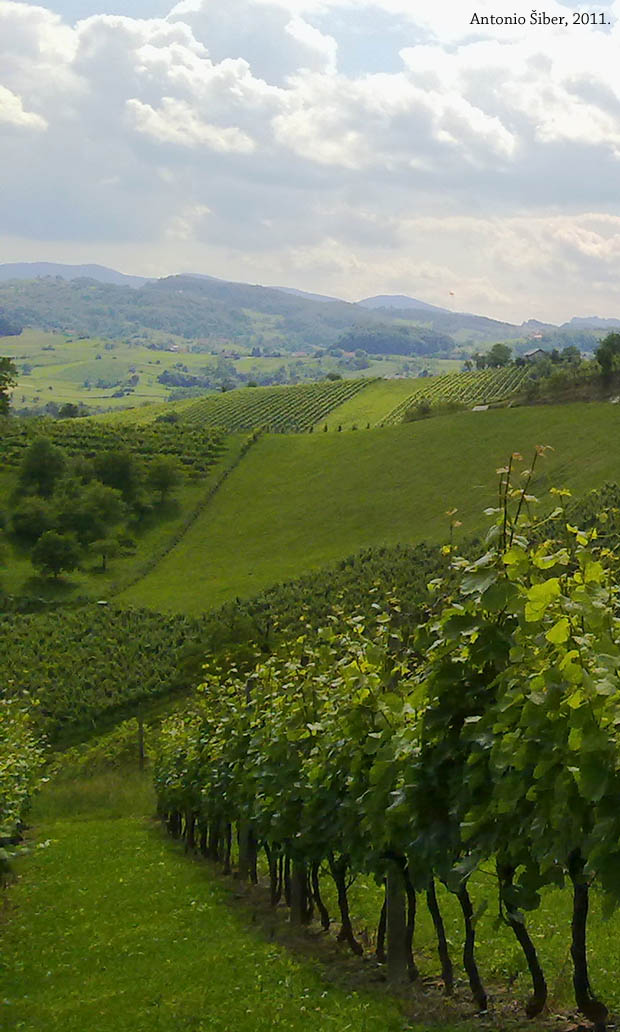 pogled, vinograd, Olimje