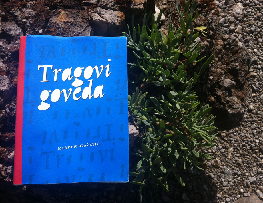 Tragovi goveda na plaži