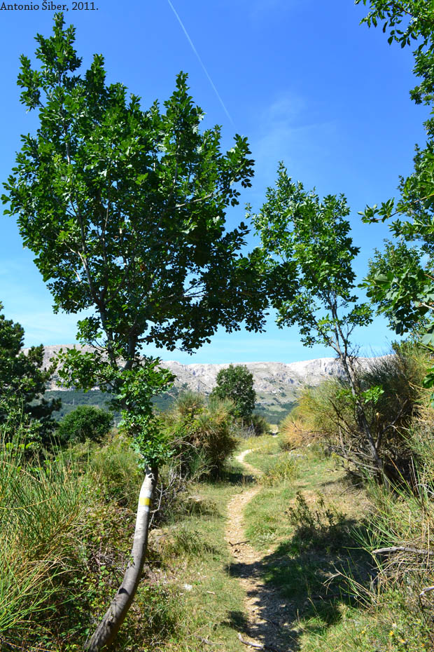 pogled 2
