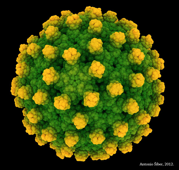 hepatitis B virus