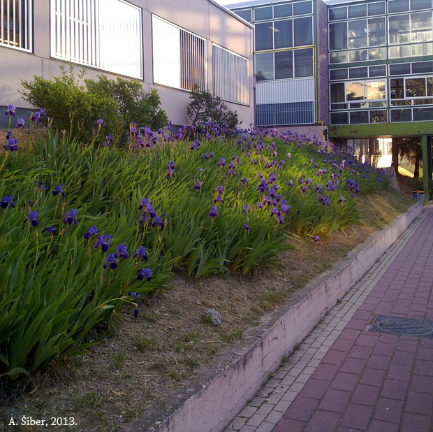 Ulica u Cantoblanco UAM