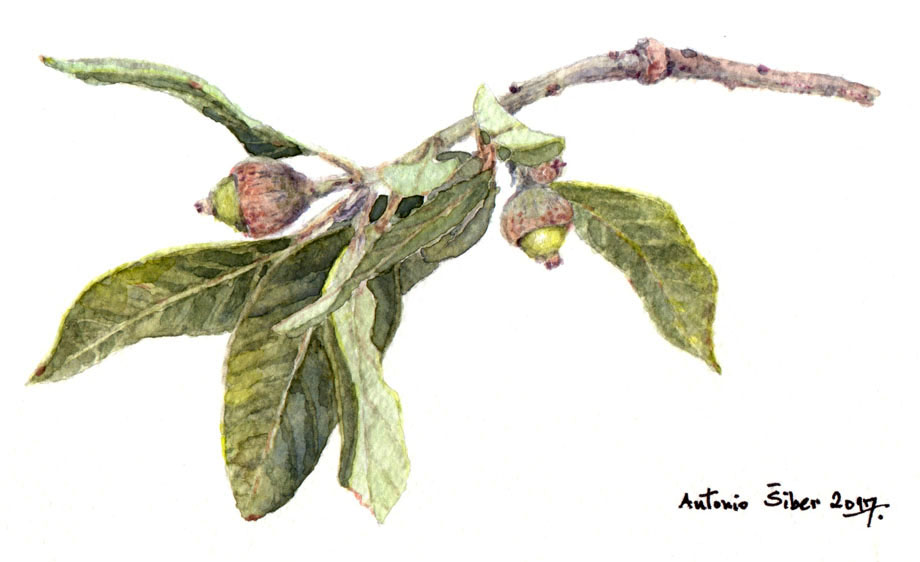 Hrast crnika, grančica