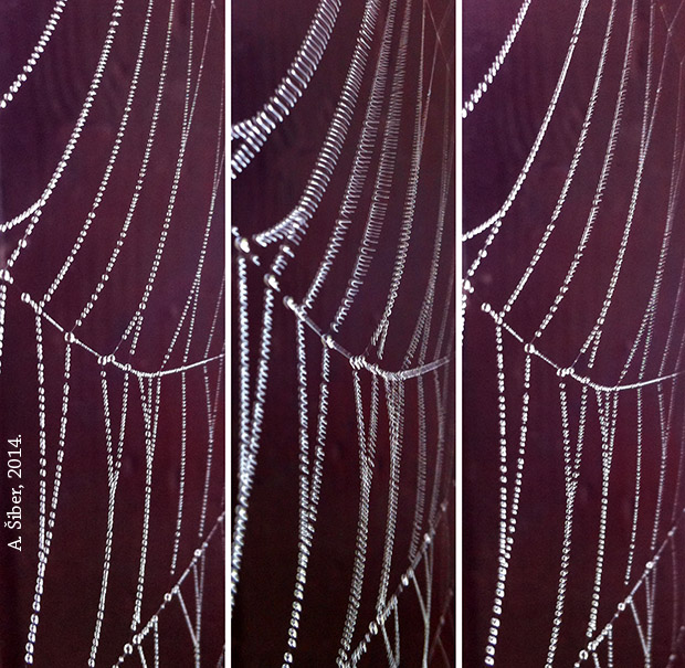 Rosa na paukovoj mreži