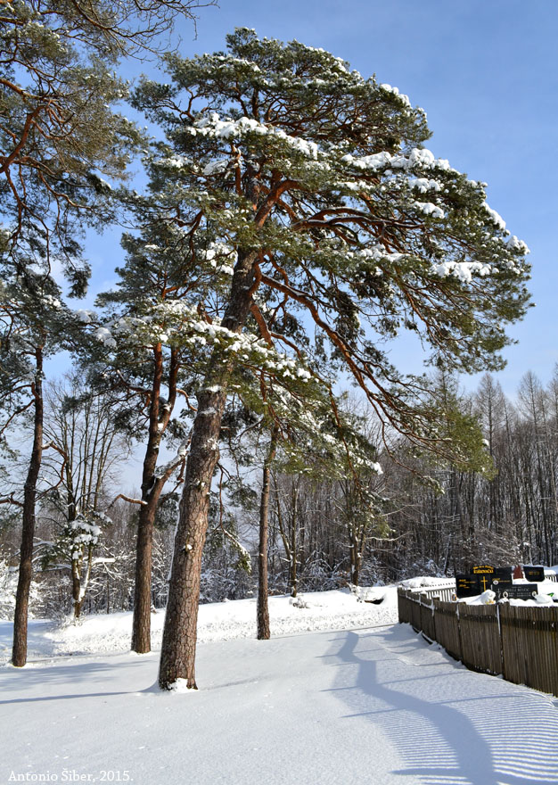 Pored groblja. Turopolje.