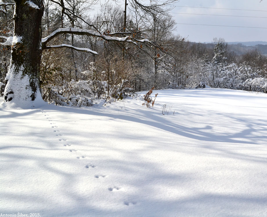 Pored groblja. Turopolje.