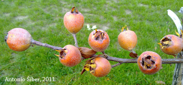 nešplje, mušmule, grana