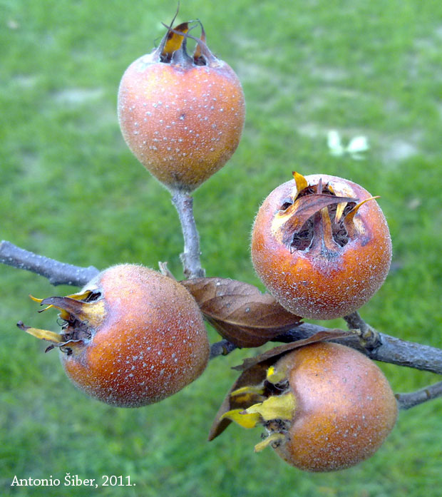 nešplje, mušmule, grana