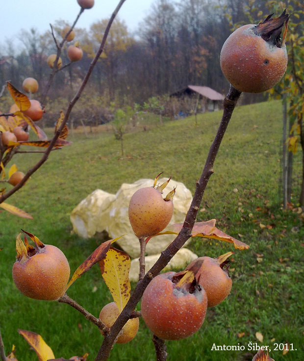 nešplje, mušmule, grana