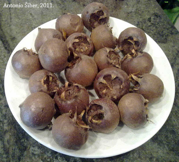 nešplje, mušmule, tanjur