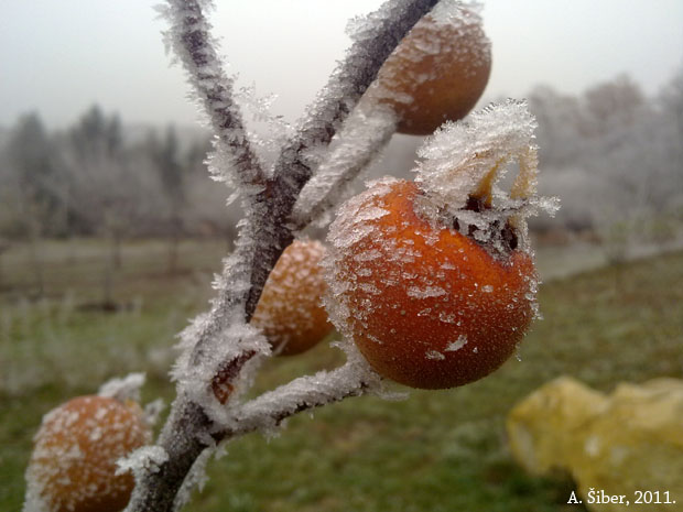 nešplje, mušmule, mraz