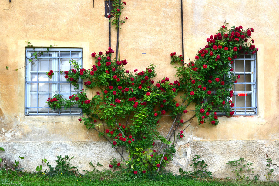 Lopoči. Grad Grm. Novo Mesto.