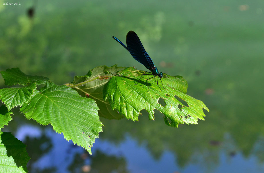 Vretence. Vilin konjic. Otočec.
